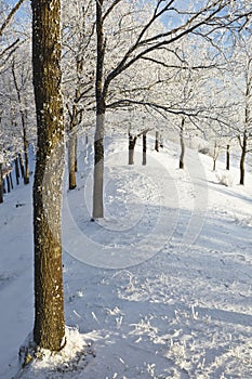 Deciduous tree forest with frost