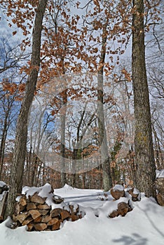 Deciduous tree forest in the winter near Governor Knowles State Forest in Northern Wisconsin - chopped wood in foreground photo