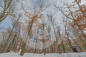 Deciduous tree forest in the winter near Governor Knowles State Forest in Northern Wisconsin - ground looking up to the trees and photo