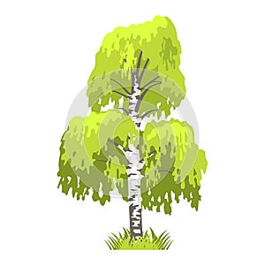 Deciduous tree in four seasons - spring, summer, autumn, winter. Nature and ecology. Green tree illustration