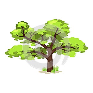 Deciduous tree in four seasons - spring, summer, autumn, winter. Nature and ecology. Green tree illustration