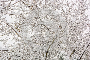 a deciduous tree full of snow