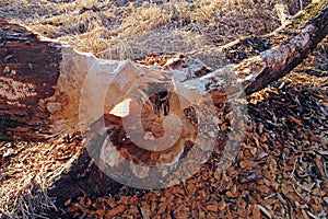 A deciduous tree gnawed and felled by a beaver