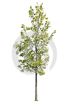 Deciduous tree, green leaves, isolated on white background