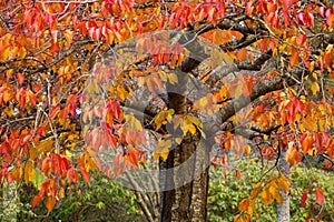 Deciduous tree with leaves in various tones from red to green