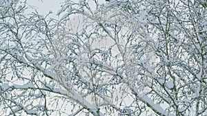 Deciduous Tree Like Birch Tree Bare And Leafless Covered In Snow Burdens. Freeze Branches Leaves Under Snow.