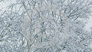 Deciduous Tree Like Birch Tree Bare And Leafless Covered In Snow Burdens. Freeze Branches Leaves Under Snow.