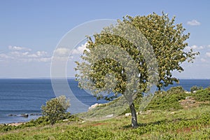 Deciduous tree in the nature reserve Hovs Hallar photo
