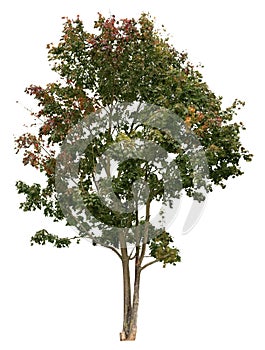 Deciduous tree, Plane tree with colorful leaves isolated on white
