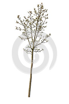 Deciduous Tree in Spring, cutout tree with white background