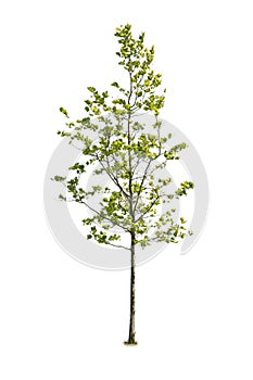 Deciduous tree, with thin trunk, isolated on white background