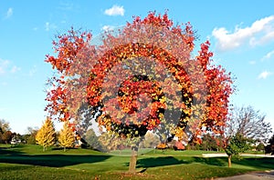 Deciduous Tree, Vivid Colors