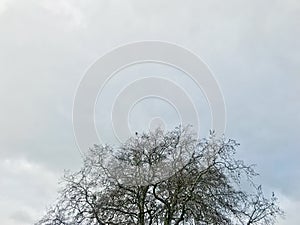 A tree in winter with gray clouds on the background.