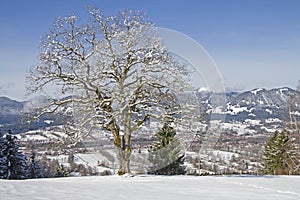 Deciduous tree with winter landscape