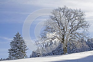 Deciduous tree with winter landscape