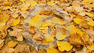 Deciduous tree with yellowish leaves motion.