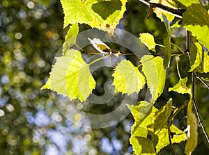 deciduous trees in the autumn