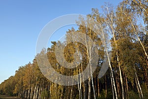 deciduous trees in the autumn