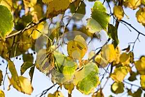 deciduous trees in the autumn