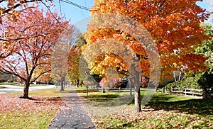 Deciduous Trees In Autumn Quiet Suburb Of Chicago