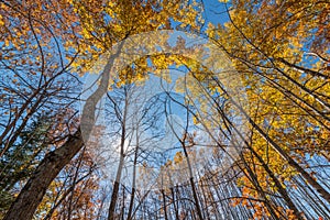 Deciduous trees in Autumn with some fall colorful leaves in Governor Knowles State Forest in Northern Wisconsin - looking from gro photo