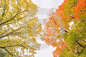 Deciduous trees in Autumn with striking fall colorful leaves of orange, red, green, and yellow -  taken in Powderhorn Park in Minn