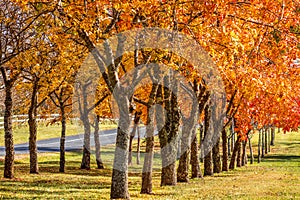 Deciduous trees covered in lichens and glowing with pretty red orange foliage