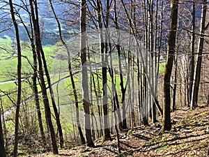 Deciduous trees and early spring forests in the Appenzellerland region and the valley of the Schwende stream
