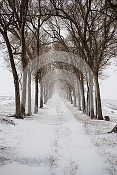 The deciduous trees at the edge of the path. In the cold snow