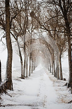 The deciduous trees at the edge of the path. In the cold snow