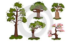 Deciduous Trees with Exuberant Tree Crown Vector Set