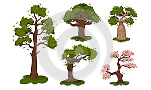 Deciduous Trees with Exuberant Tree Crown Vector Set photo