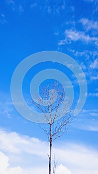 Deciduous trees in the field on a sunny day