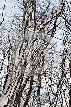 deciduous trees without foliage in the winter season