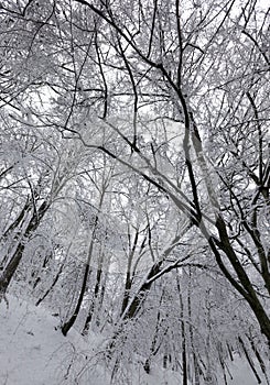 deciduous trees without foliage in the winter season