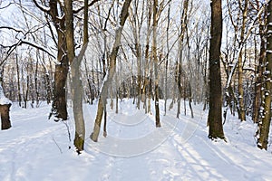 deciduous trees without foliage in the winter season