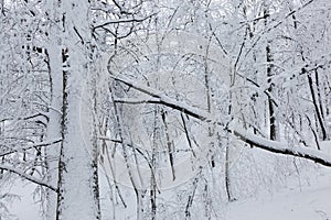 deciduous trees without foliage in the winter season