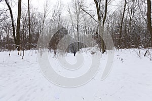 deciduous trees without foliage in the winter season