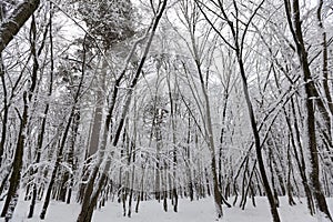 deciduous trees without foliage in the winter season