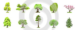 Deciduous trees in four seasons - spring, summer, autumn, winter. Nature and ecology. Green trees vector illustration.