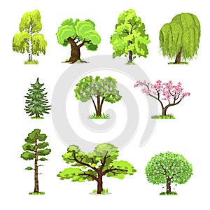 Deciduous trees in four seasons - spring, summer, autumn, winter. Nature and ecology. Green trees vector illustration.