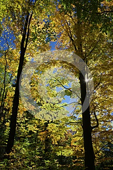 Deciduous trees in great autumn colors in full backlight  2