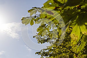 Deciduous trees with green foliage in summer