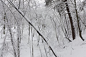 deciduous trees without leaves in the snow after blizzards