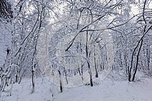 deciduous trees without leaves in the snow after blizzards