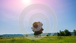 Deciduous trees in the meadow on a sunny day