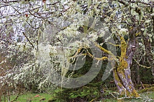 Deciduous trees with moss on the branches in the woods