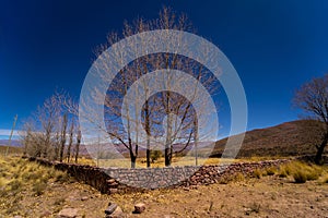 Deciduous trees in Quebrada de Humahuaca valley in Argentina