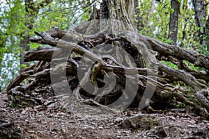 Deciduous trees with spreading gnarled roots