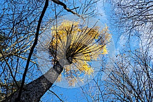 Deciduous trees, Stiavnica Mountains, Slovakia